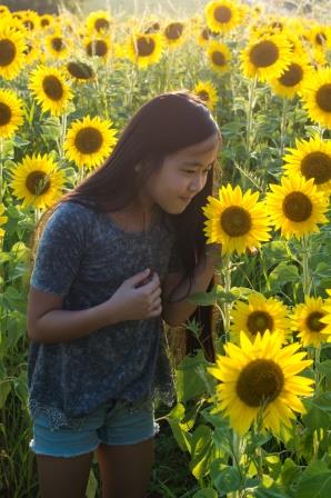 Sunflowers